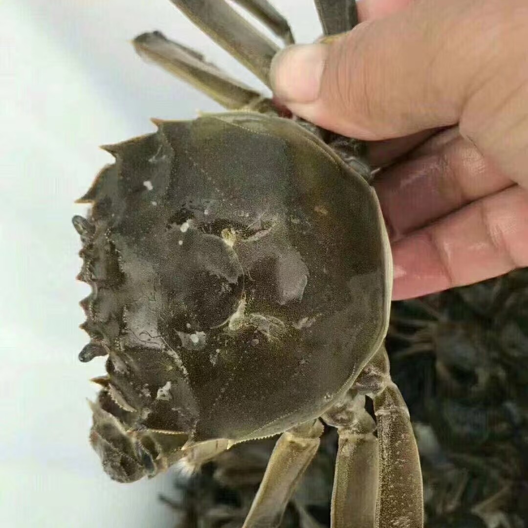 兴化红膏大母蟹65一斤，2.5两往上三斤约9只起送同城小时货