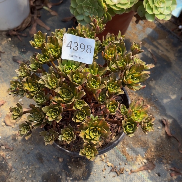 花茶多肉处理不包断头4398