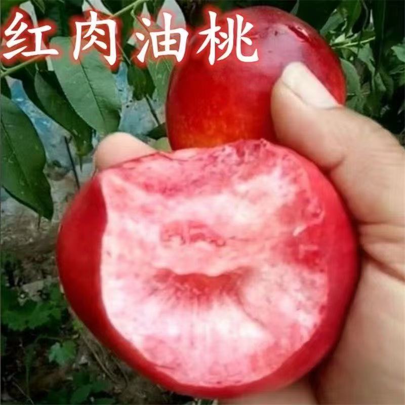 新品种油桃树苗红皮红肉油桃苗南方北方种植红心油桃树苗当年结果