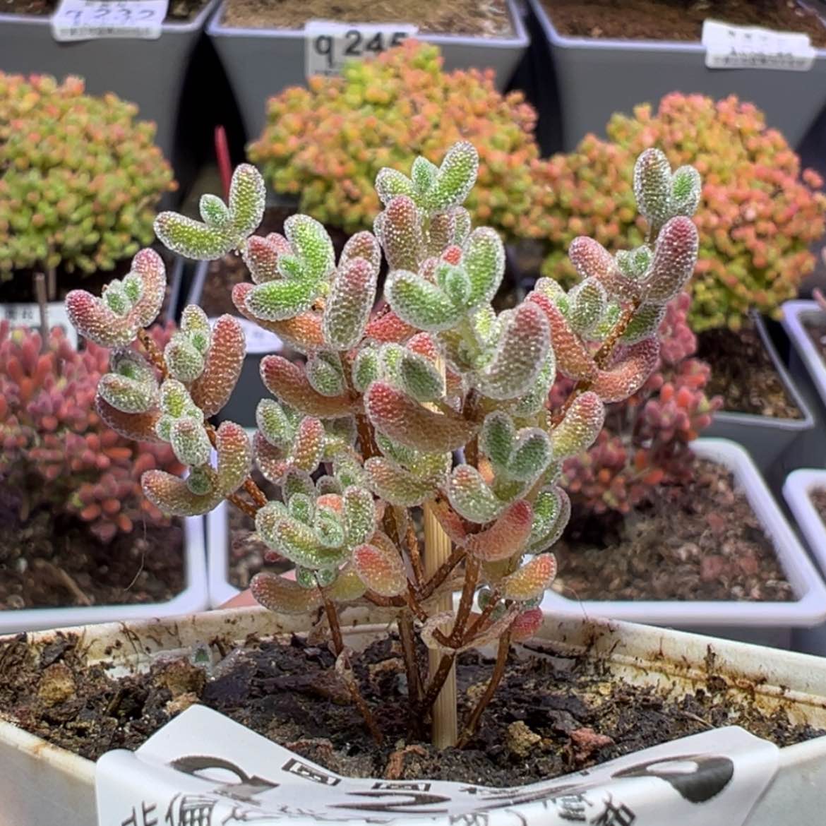 【闪购商品】q228实生冰晶杂盆口6.5cm