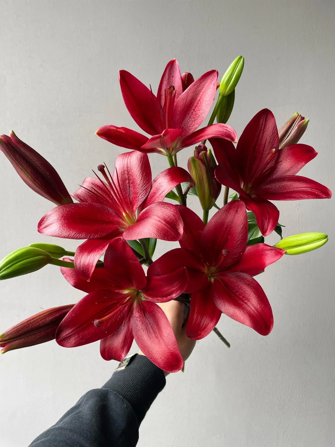 【源头优选】黑贝壳无香亚百合 任意2单鲜花包邮 发货后不支持退款