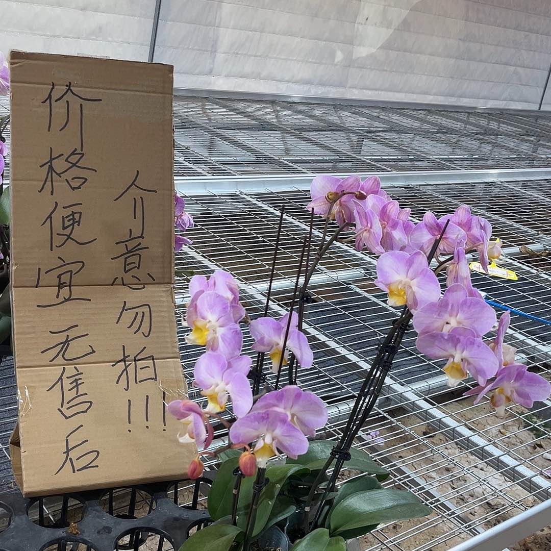 小***爱完全开放蝴蝶兰 不售后