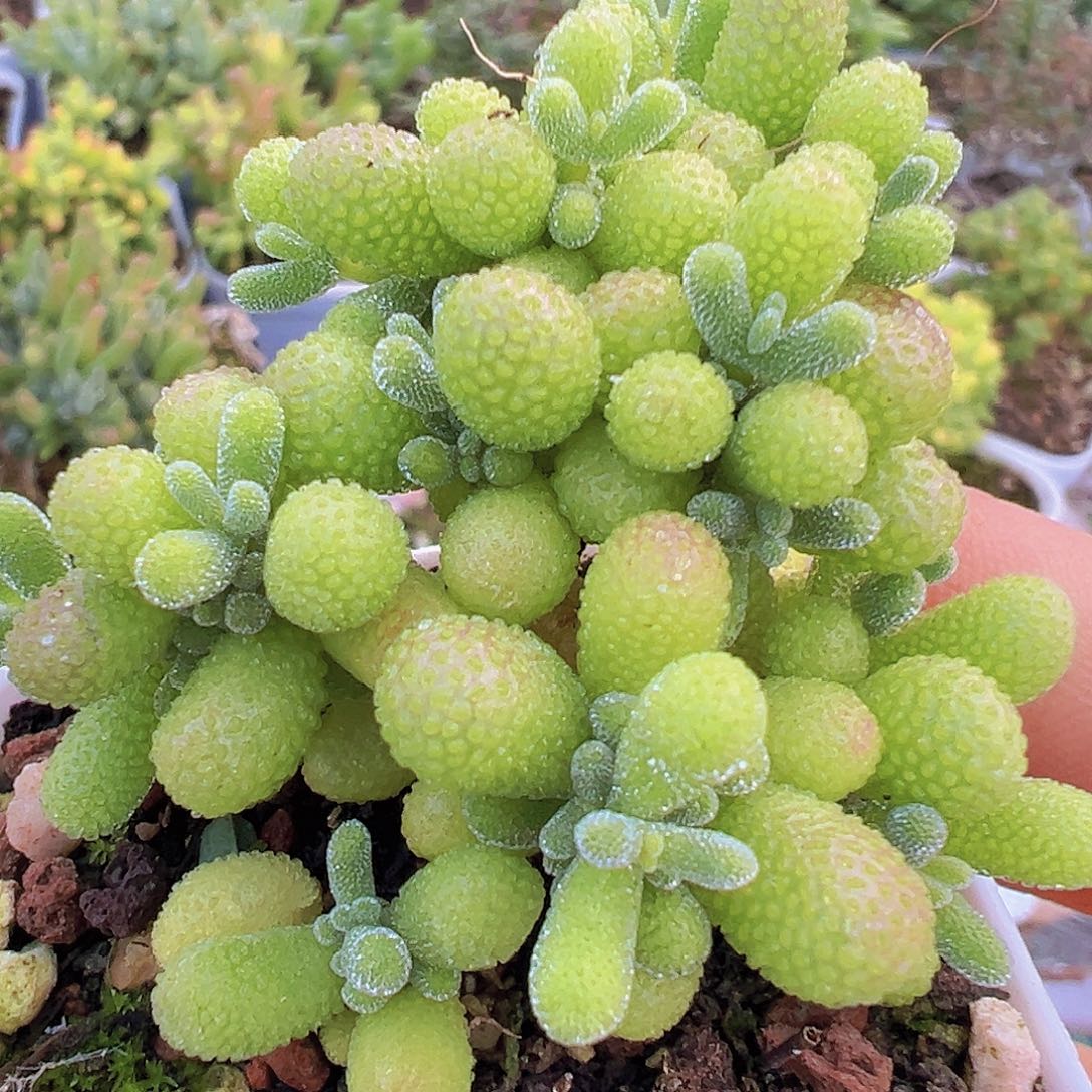 翡翠枝干19包油多肉