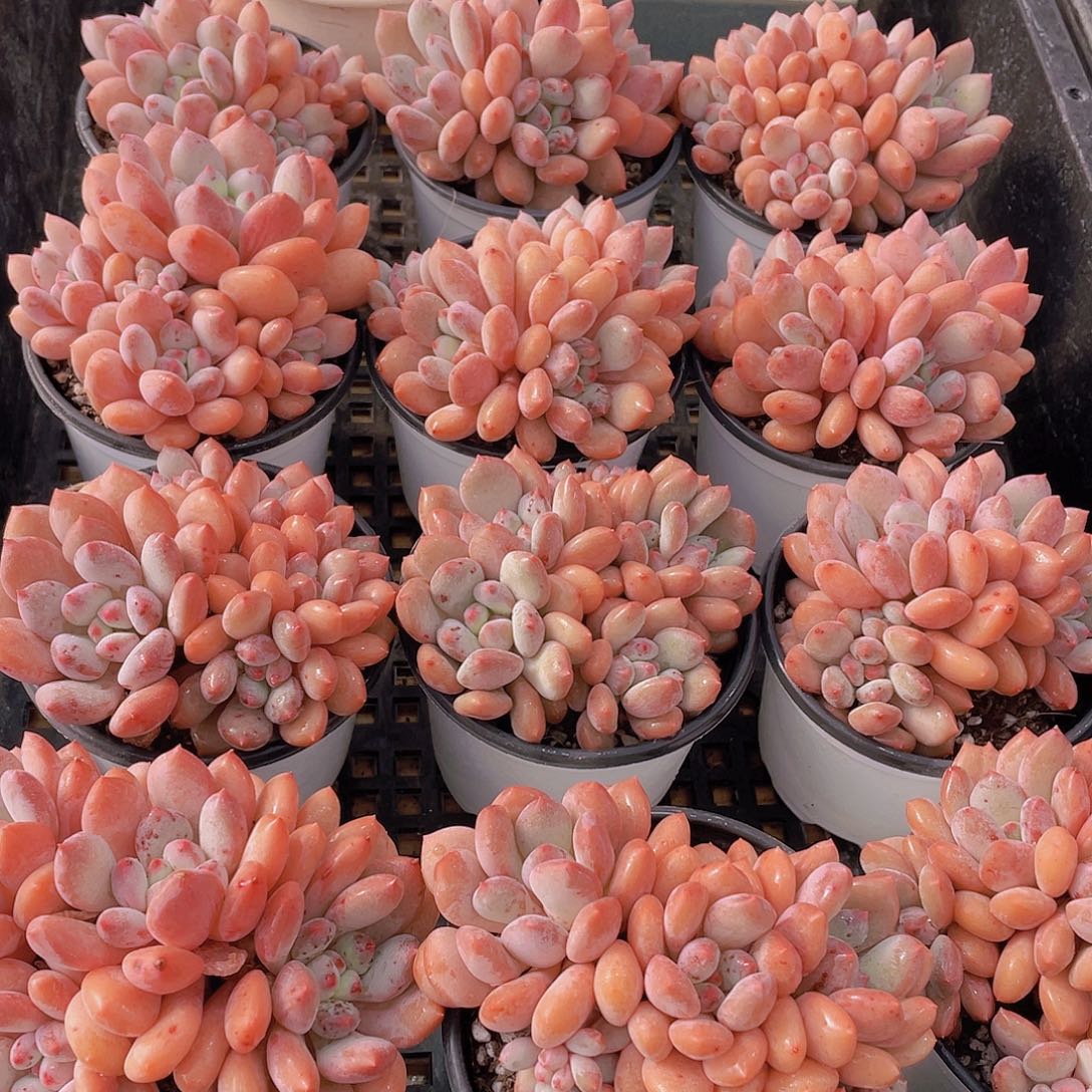 量拍115号 塞尔达公主大群生四头起一个