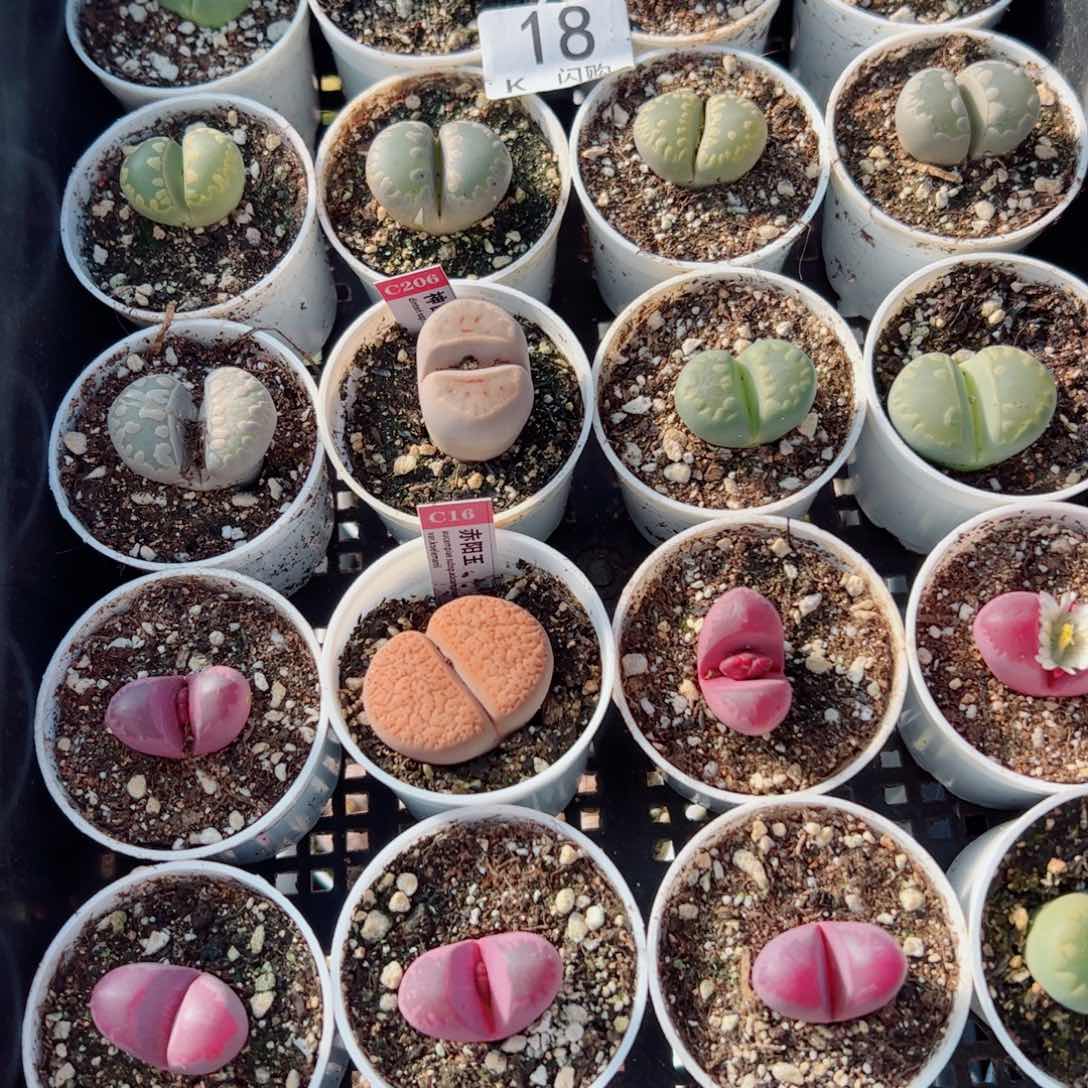 无花朵何***)我很喜欢这个k 18