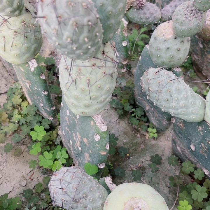 王****^嫁接大米奇习志野