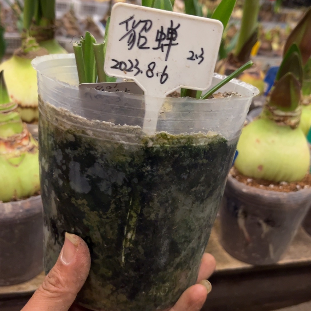 安***7貂蝉朱顶红带盆发货