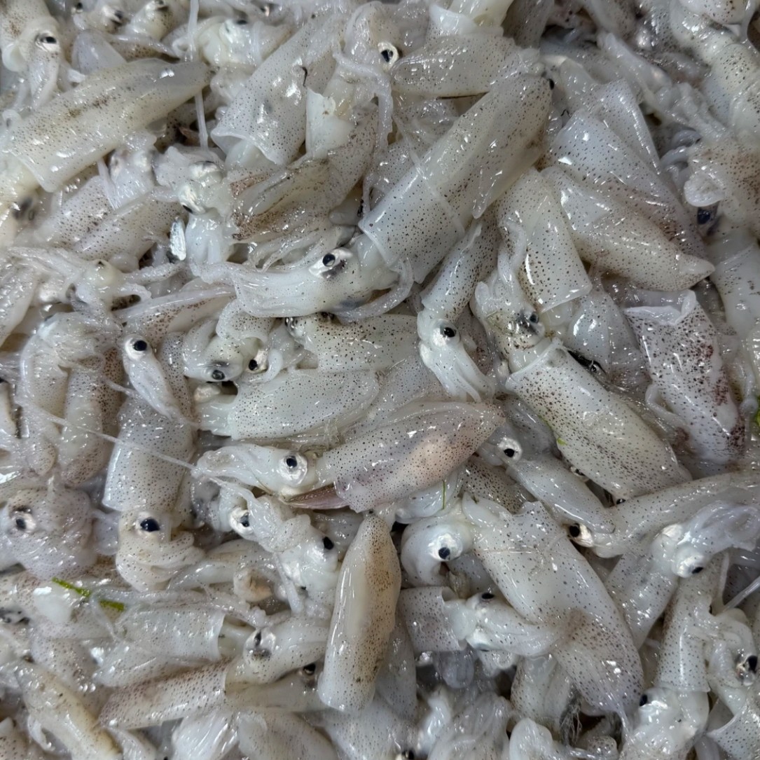 大连野生新鲜原浆盖兔 五省包邮