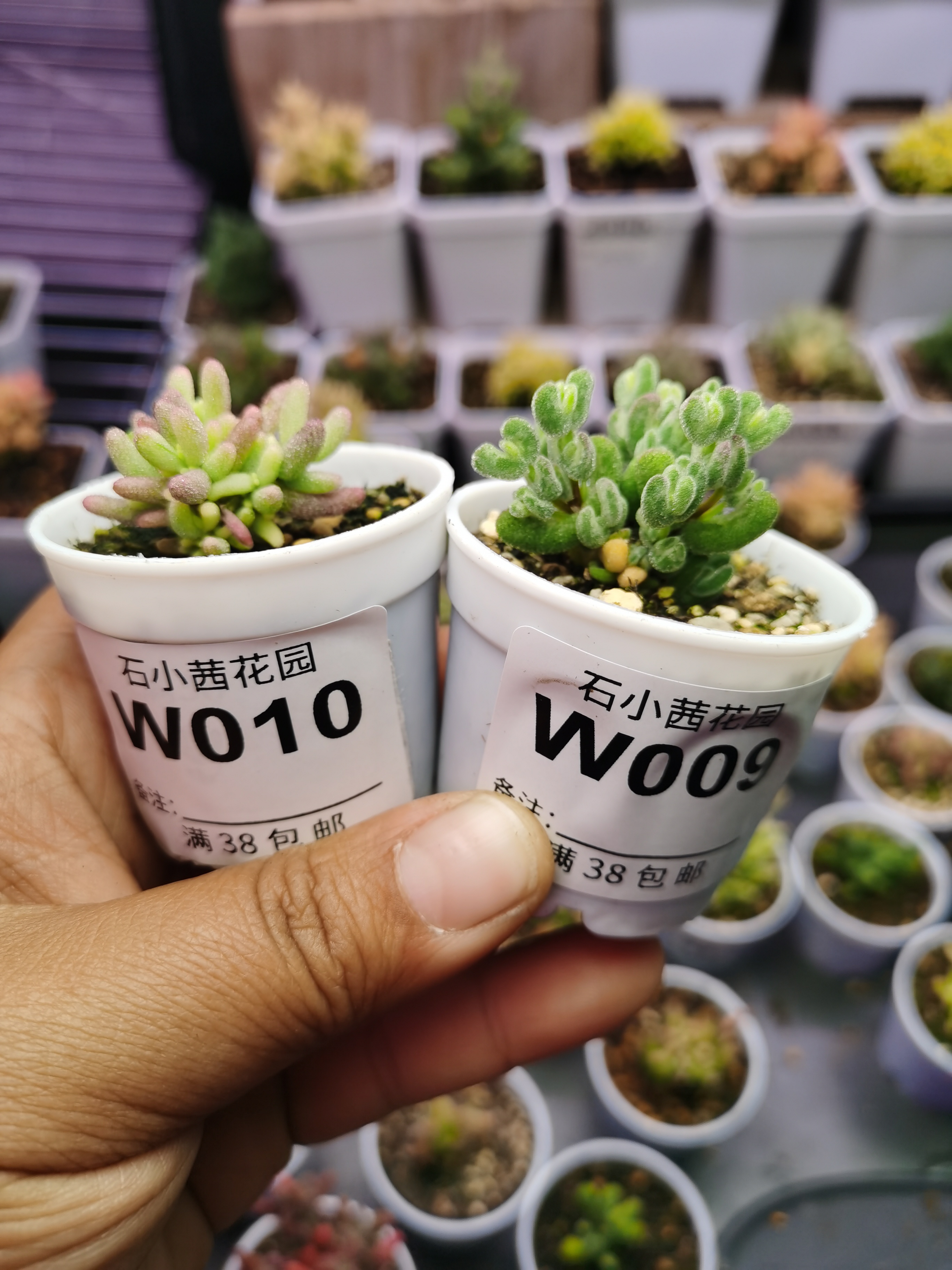 肉团专拍折后多肉植物枝干番杏月曲米粒锦