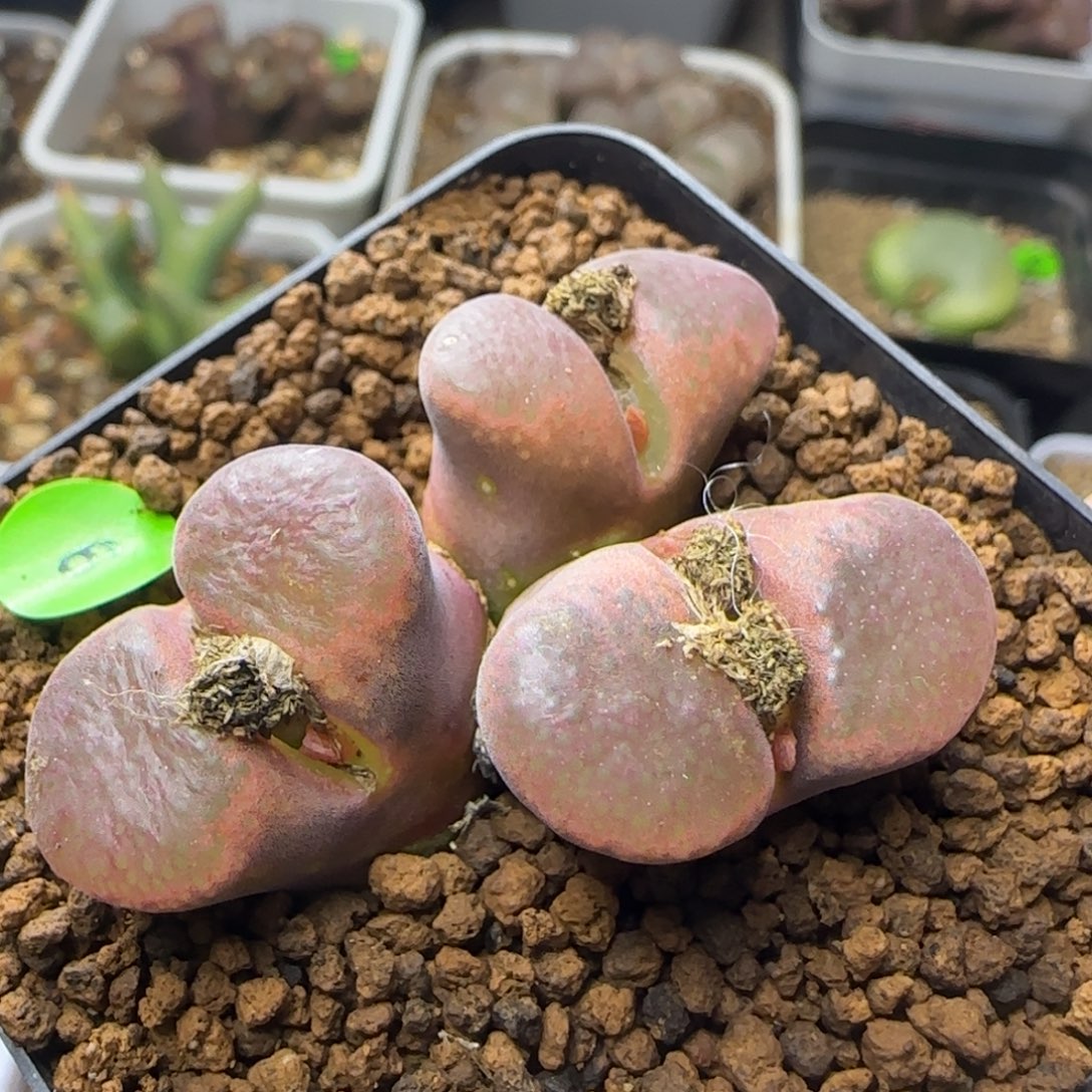 红风铃群多肉植物9