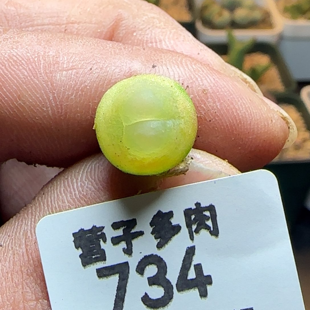 拉登1.2。              