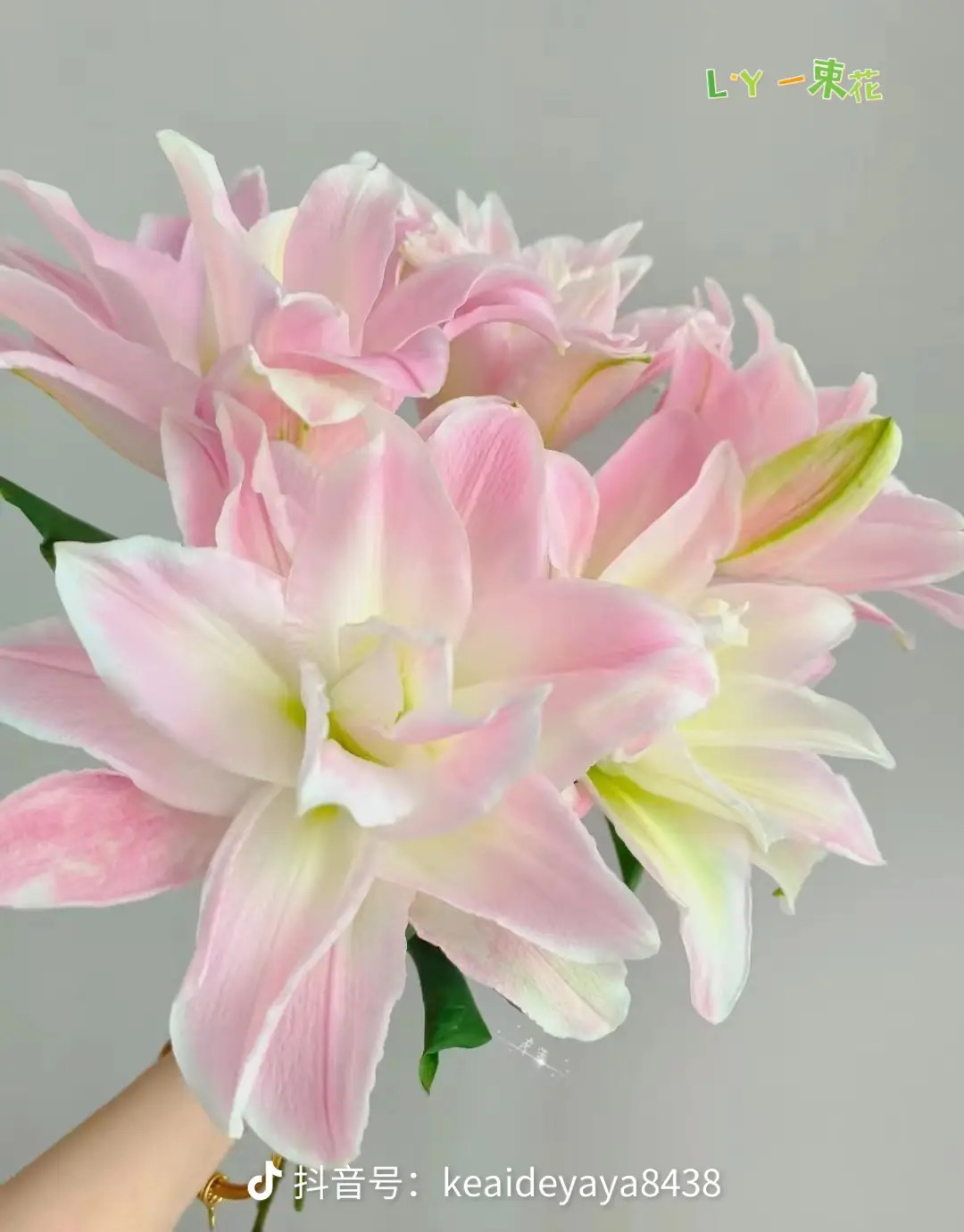 粉色百合10枝一把不是重瓣