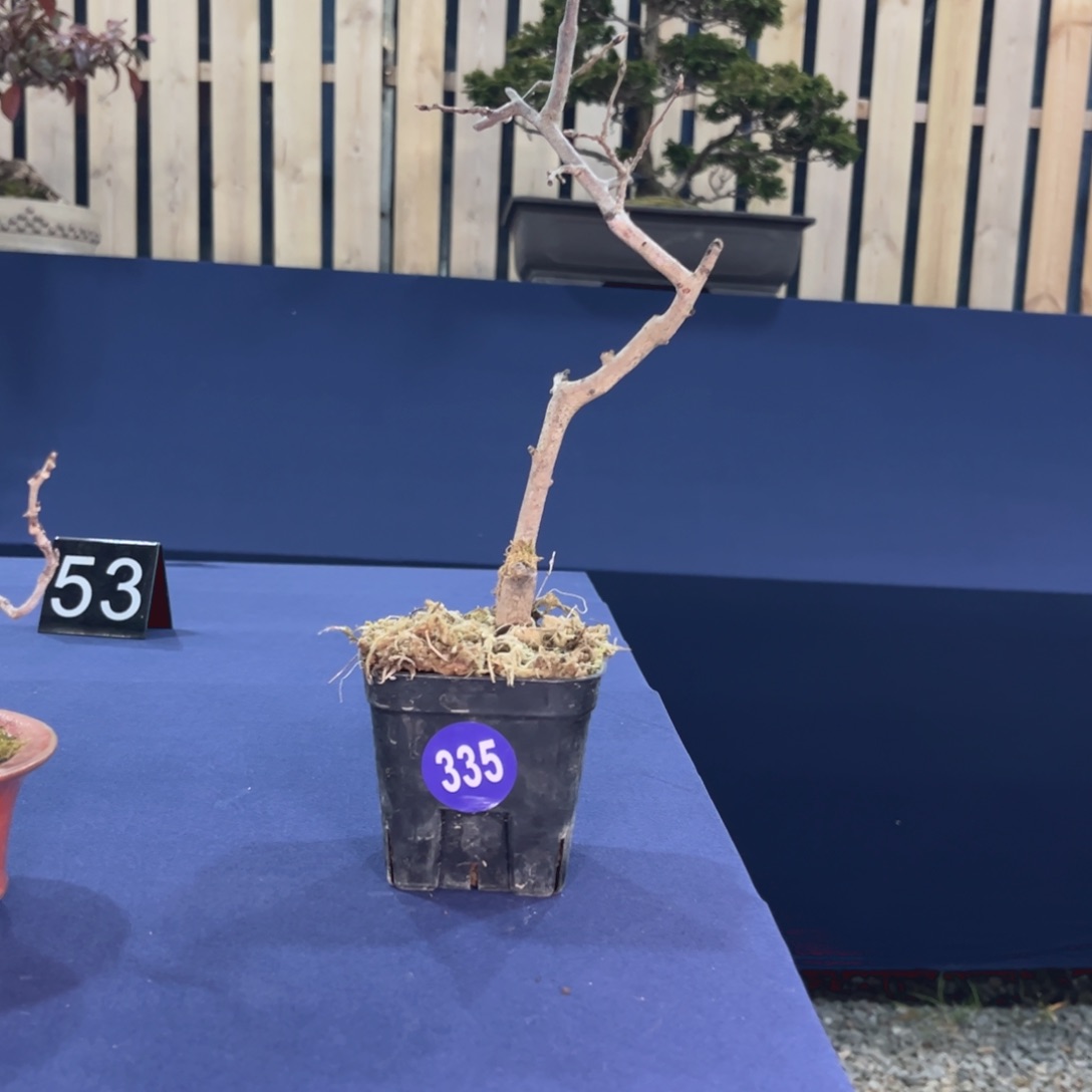 红陶幻*红红火火过大年335