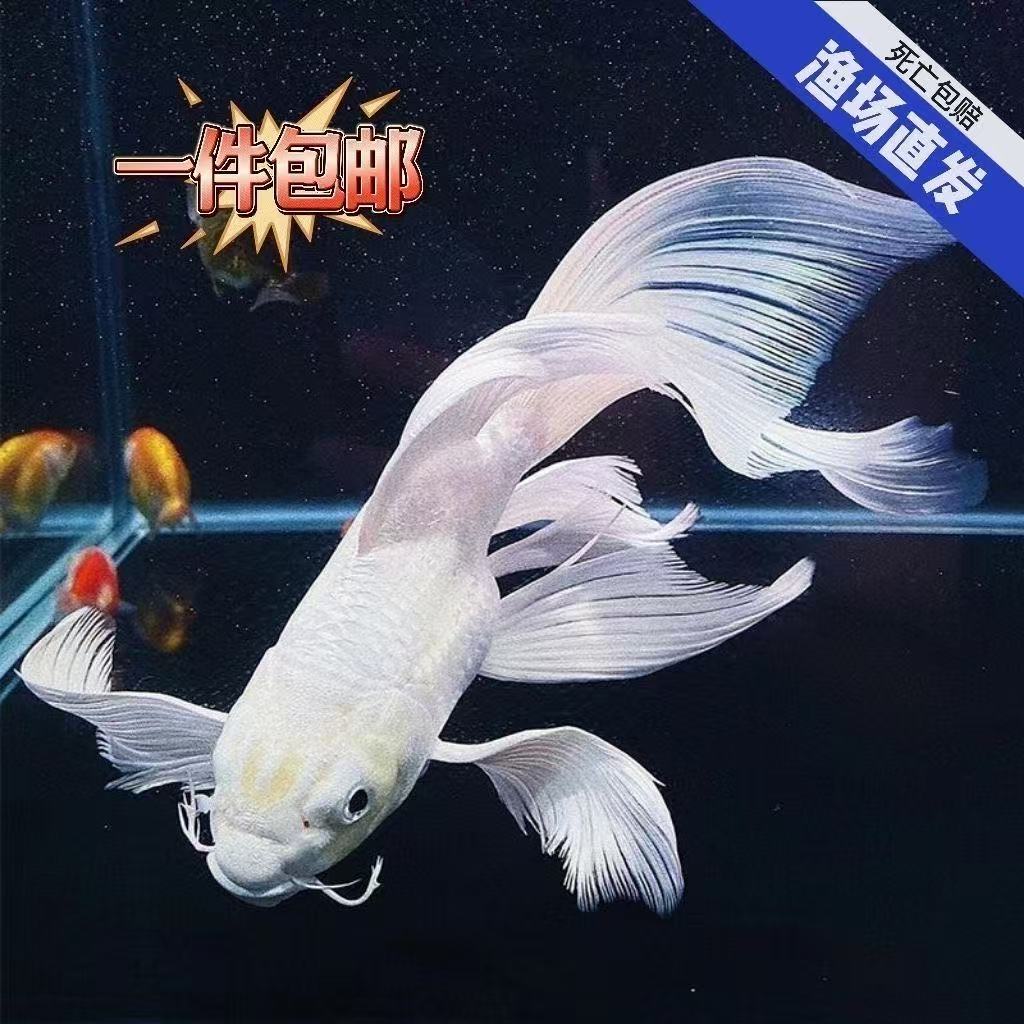 观赏鱼【纯种台湾石膏白贵妃普16-22公分】渔场发货