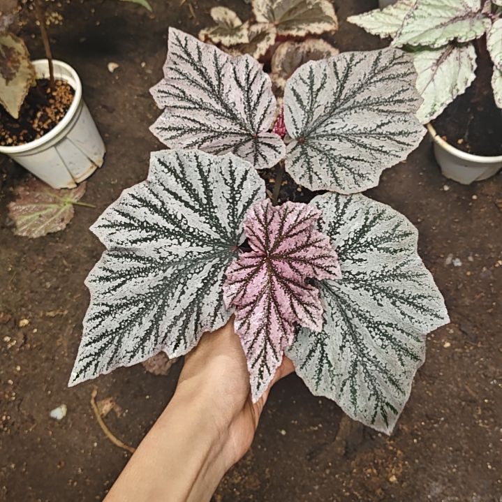 粉红貂秋海棠一物一拍