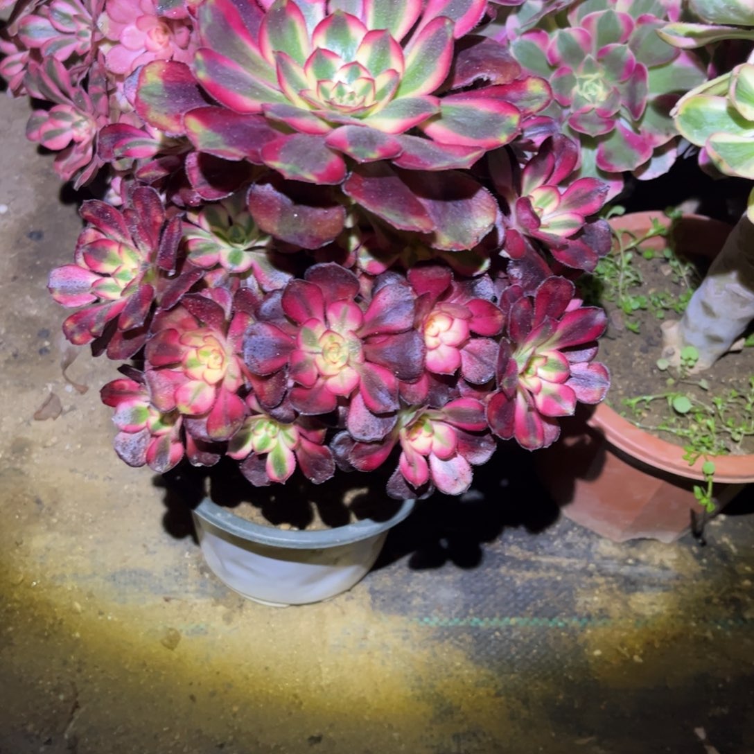 蛋***婆937多肉植物香奈儿