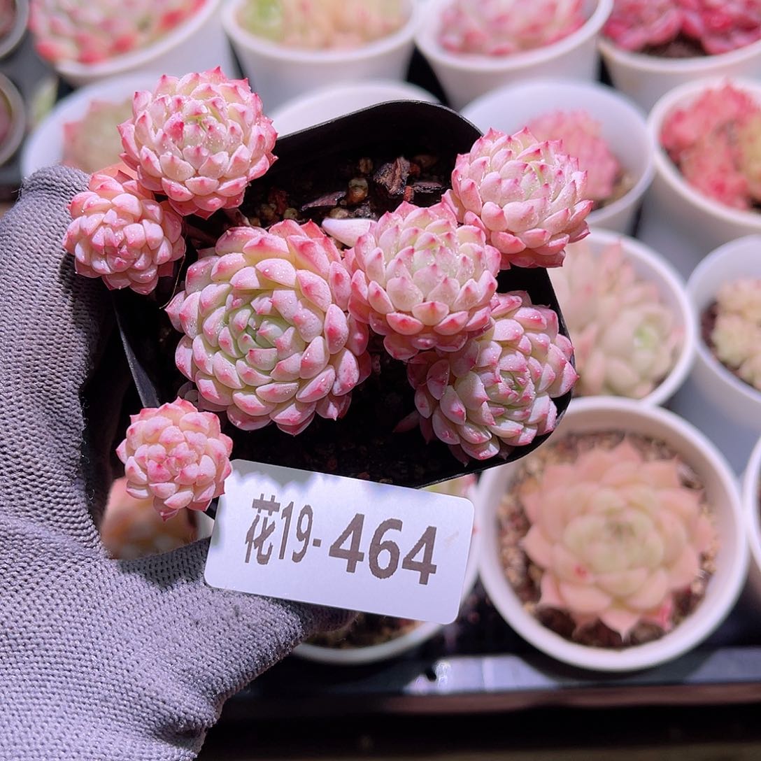 花19-464小粉莓群生