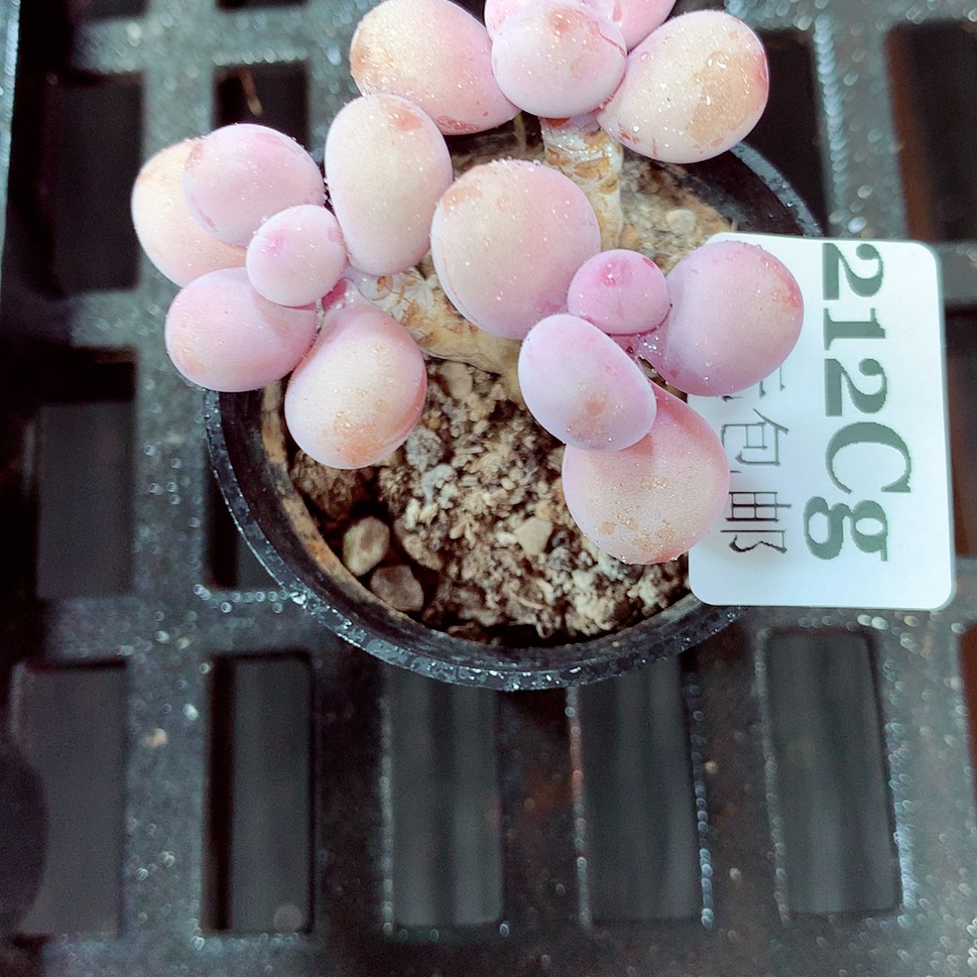 5厘米盆精控多肉212