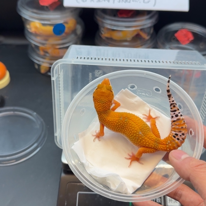 豹纹守宫蜜橘妹妹