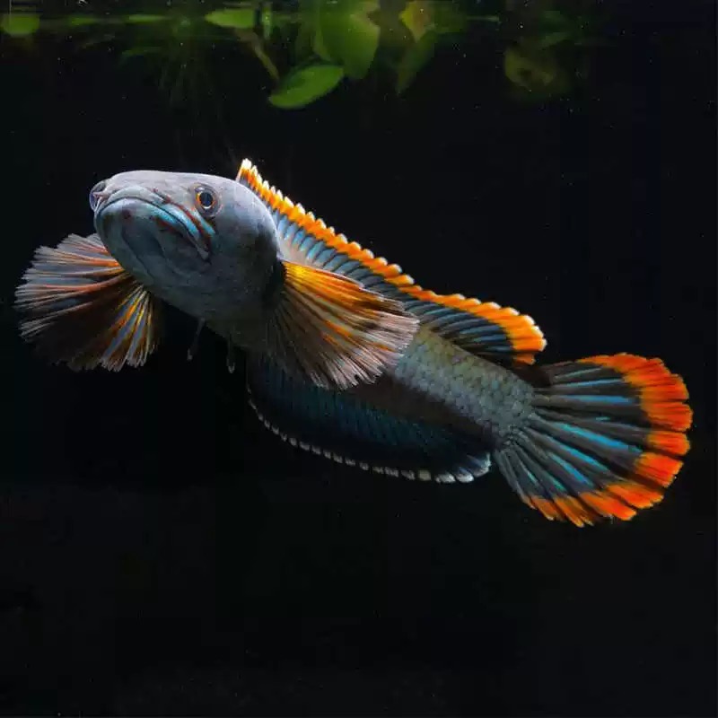 彩虹雷龙鱼冷水淡水活体原生观赏鱼凶猛包邮