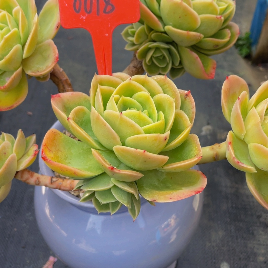 三***木0018上午多肉植物群生带p