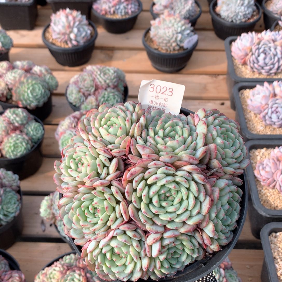 16厘米九头有砍白胖子3023