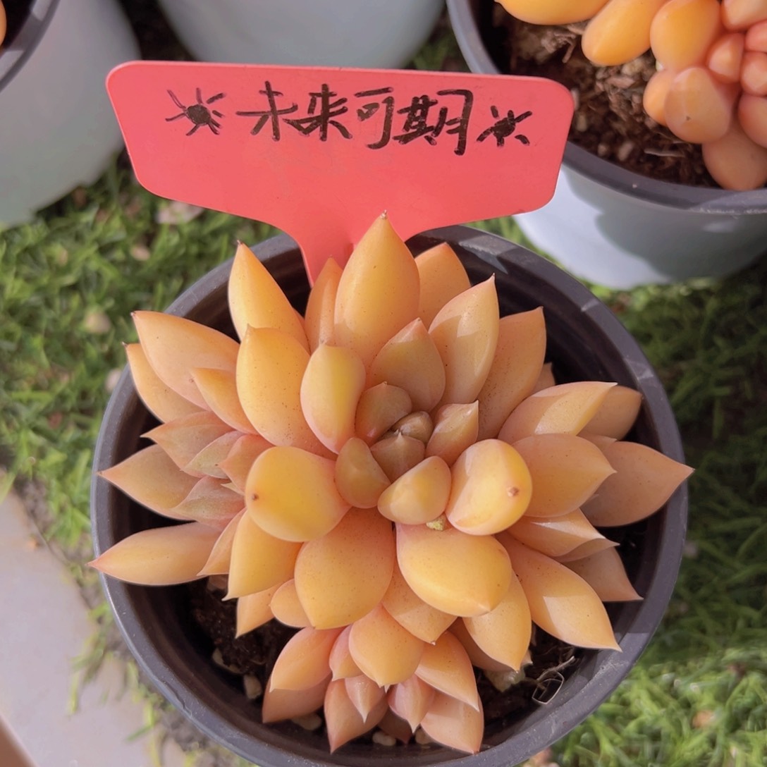 香玉的故事是一个人的