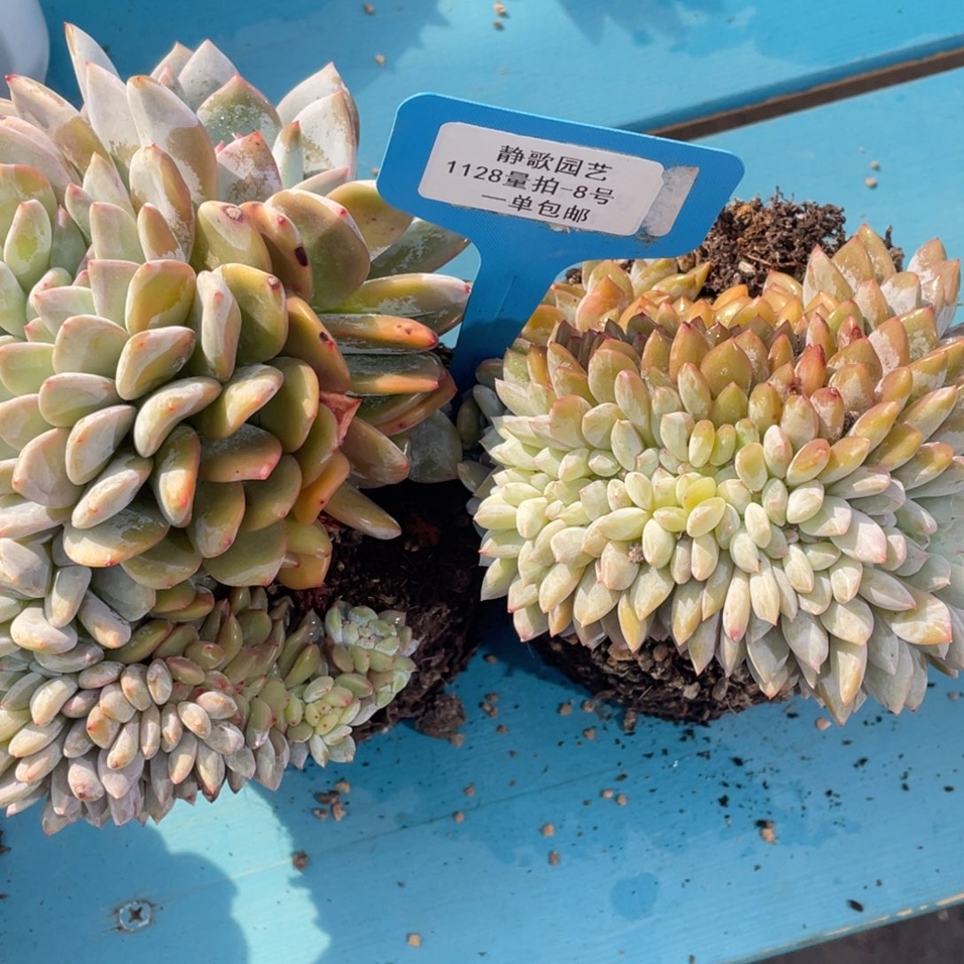 1128-8-星影缀化一颗