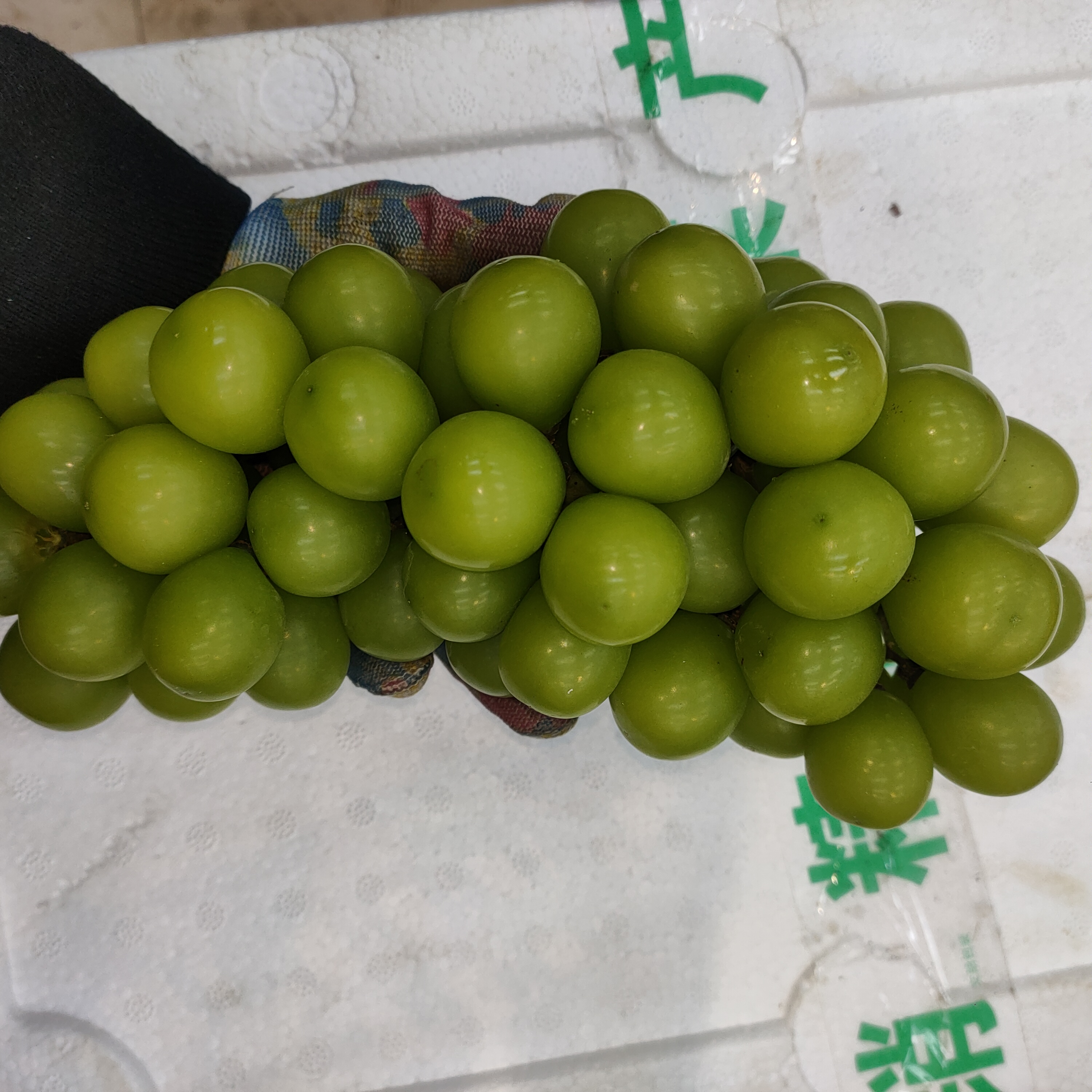 W晴王葡萄 约15斤