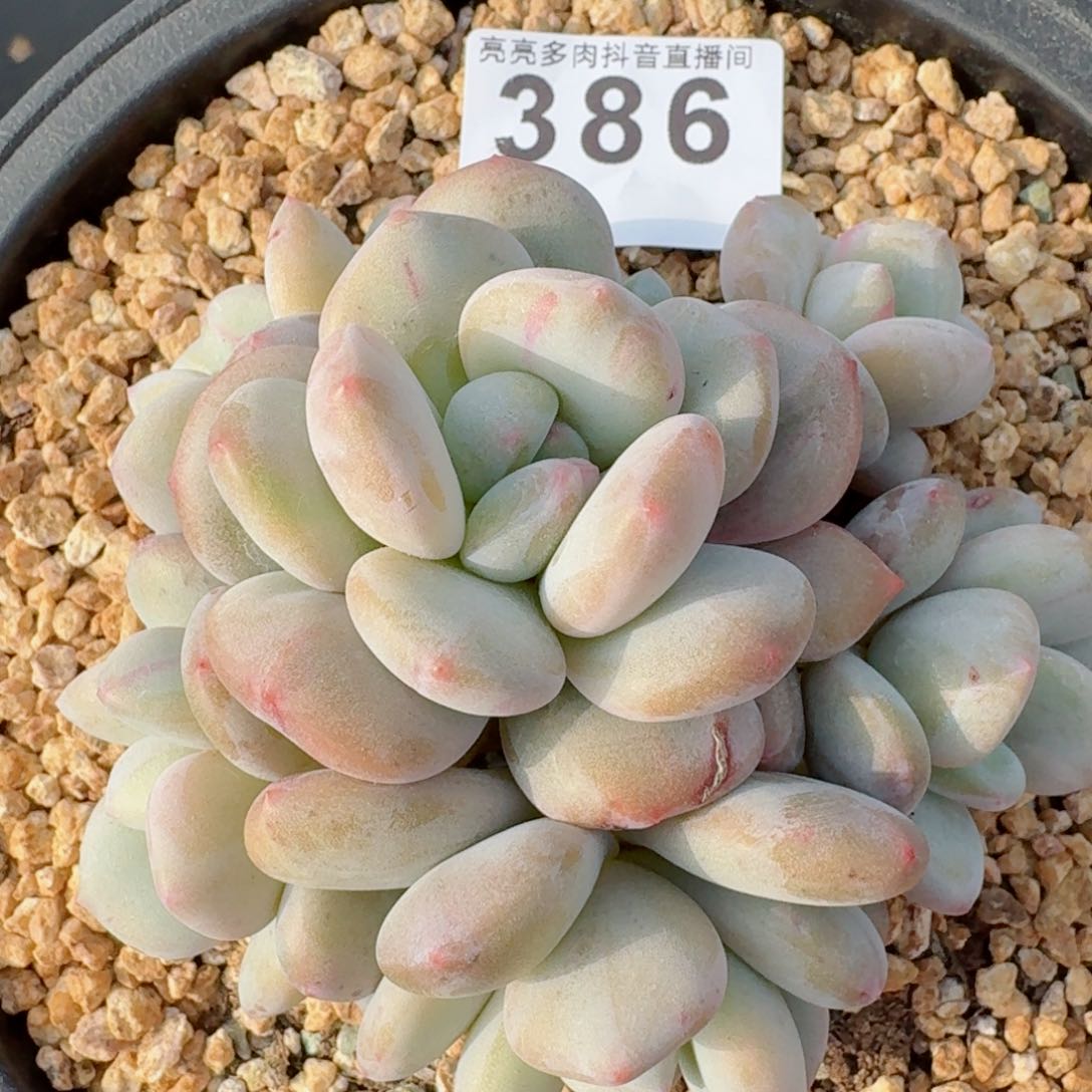 香橙         多肉植物