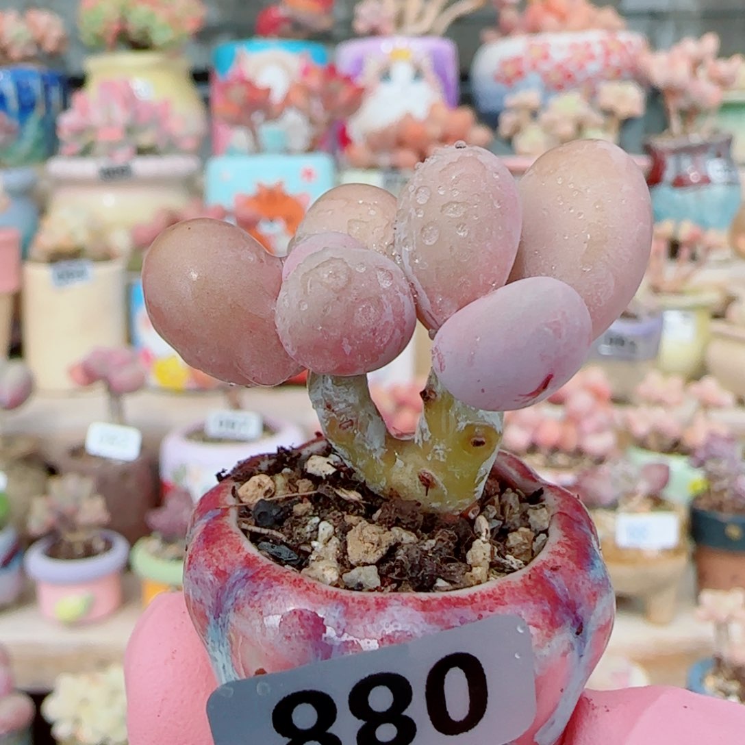 小蛋黄奶 一物一拍