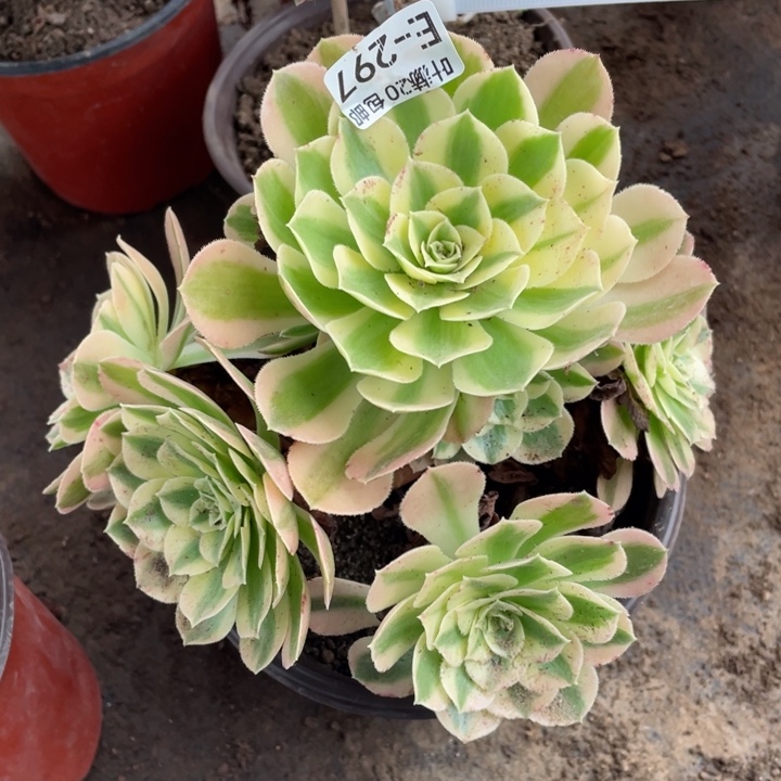 297玉资多肉123446788