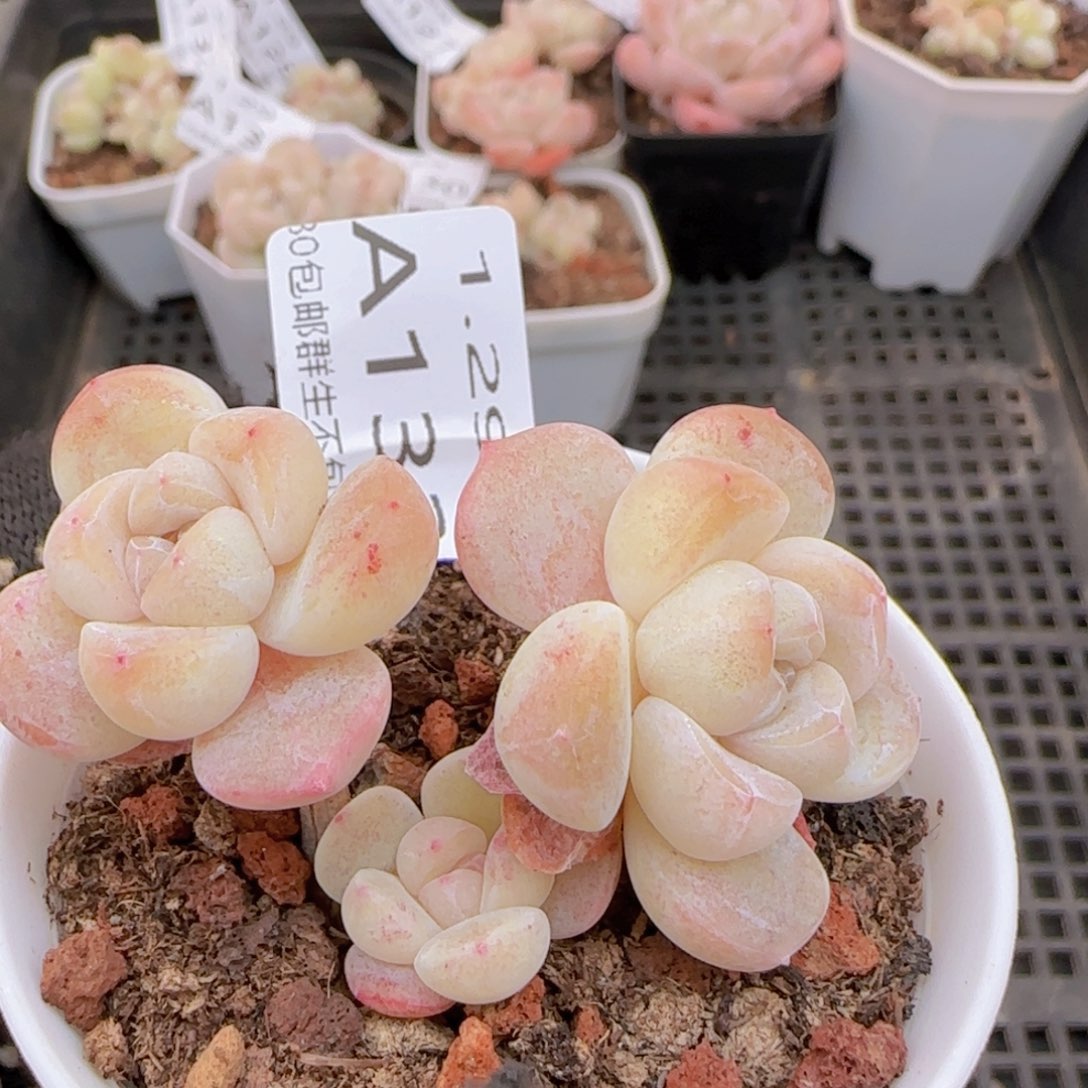 冰玉老桩三头飘枝