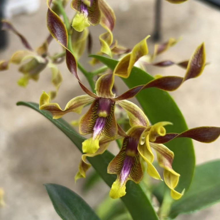 咖啡羚羊石斛，兰盆栽种植适合客厅阳台好养可养室外花大花期长