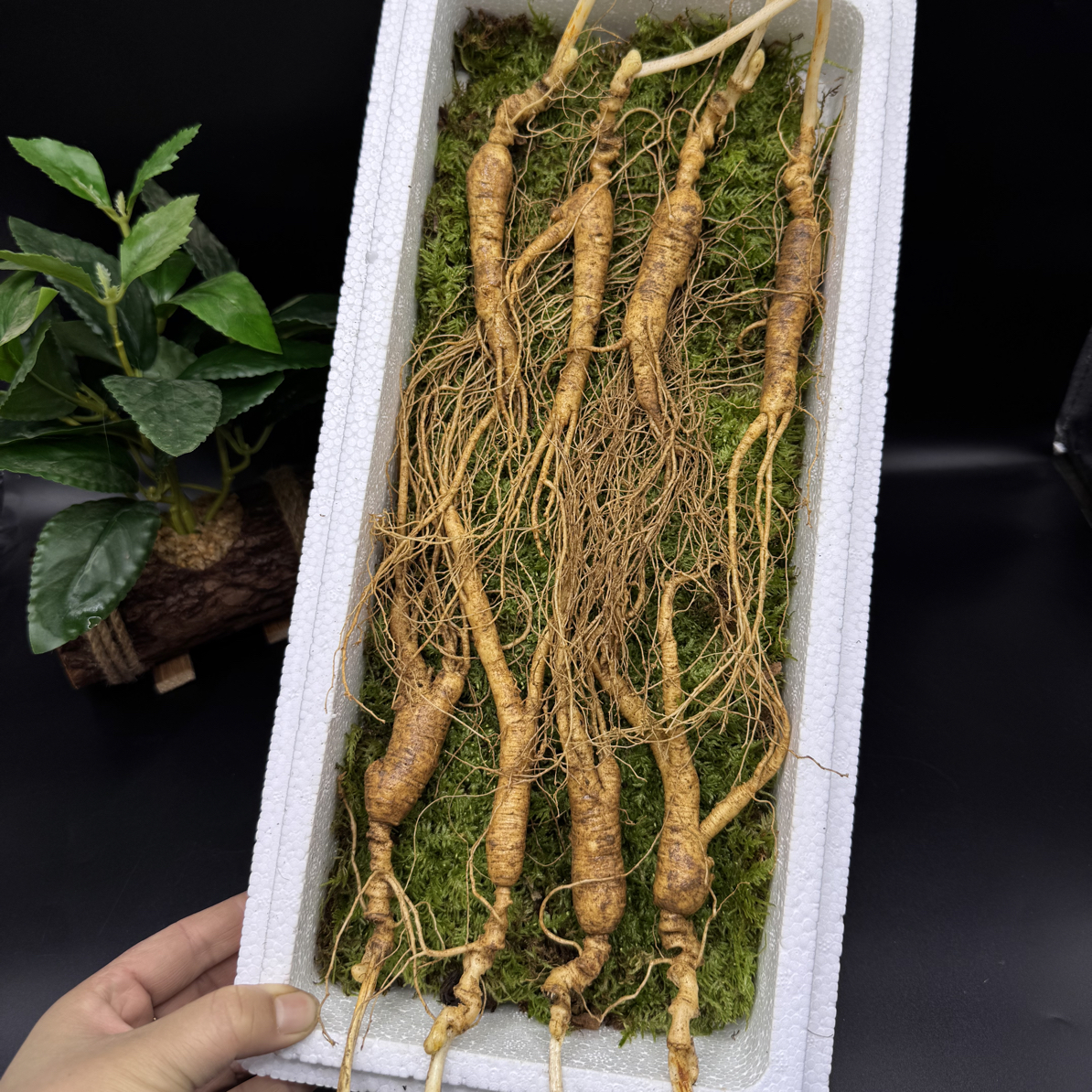 长白山鲜林下山参新鲜林下参吉林鲜林下参礼盒泡酒煲汤特产林下参