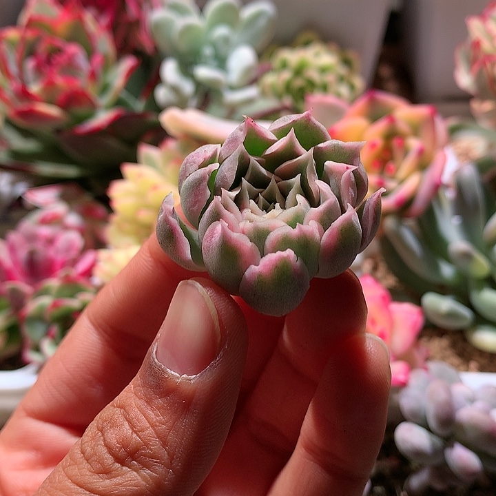 欧版海林娜锦锦锦