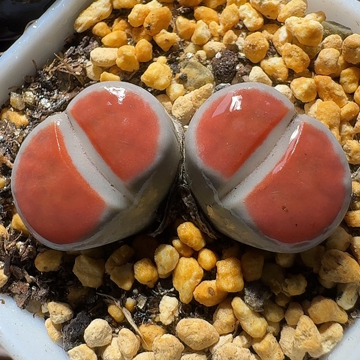 生石花111111。  火烈鸟。  327