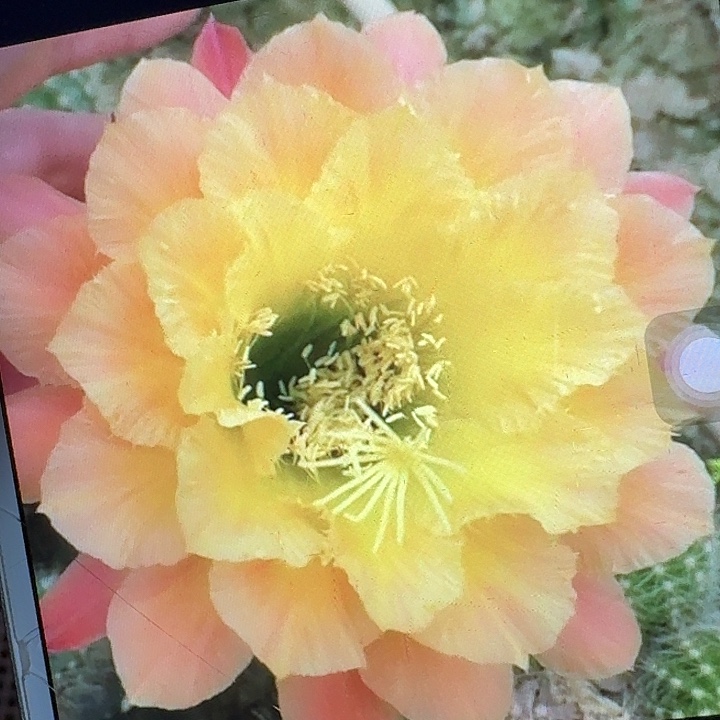 歪歪侧芽5公分左右毛花柱（20包邮