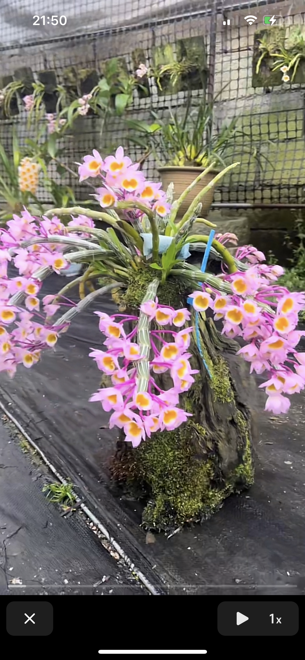 玫瑰石斛开花非常漂亮。