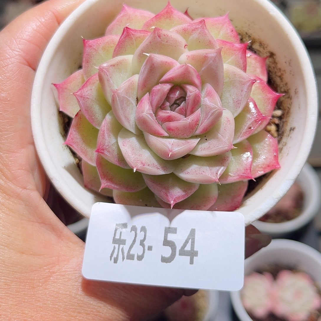 乐23-54麦秆单头