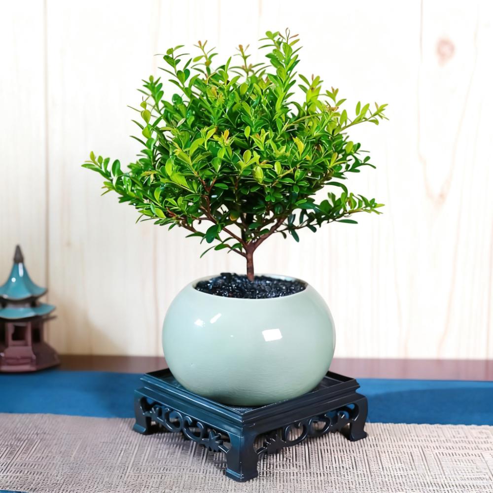 小叶赤楠桌面盆栽绿植老桩室内茶室小盆景茶台办公室茶桌植物陶瓷