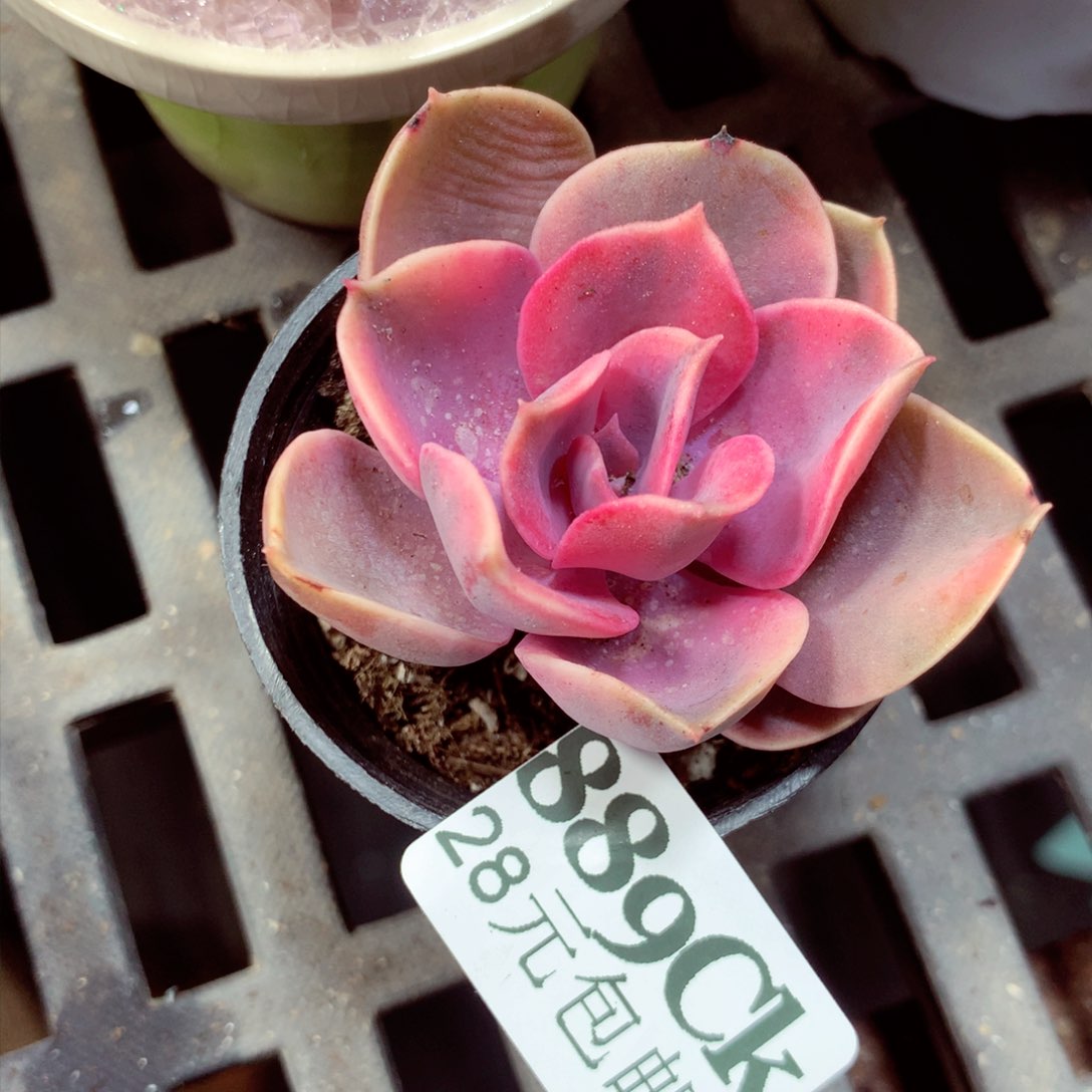 5厘米盆精控多肉889