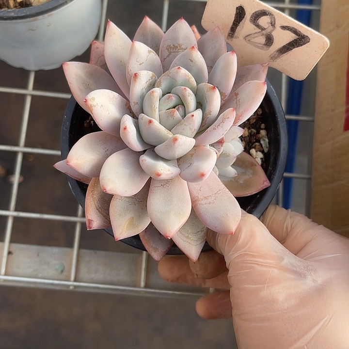 生***朗两单包邮，一物一拍187