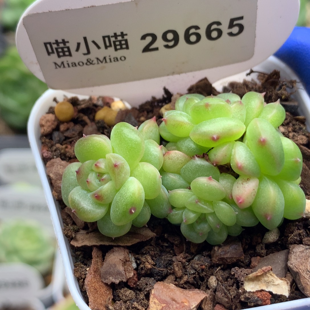 多肉植物杂交珍妮
