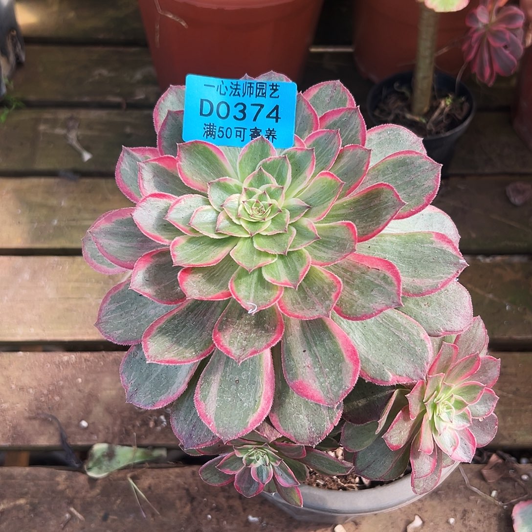 多肉植物多肉植物0374