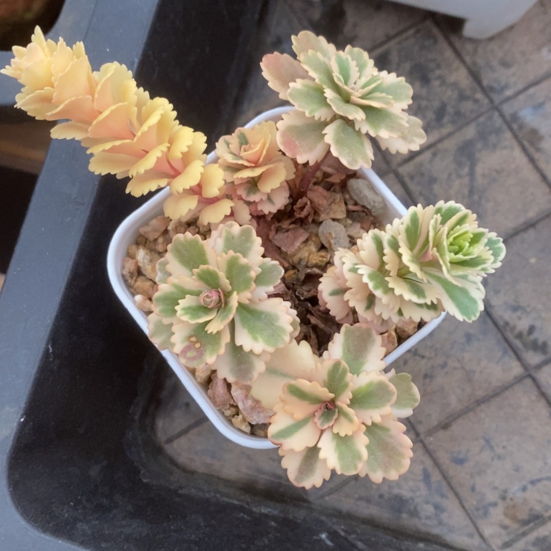 精品多肉一物一拍不包整511