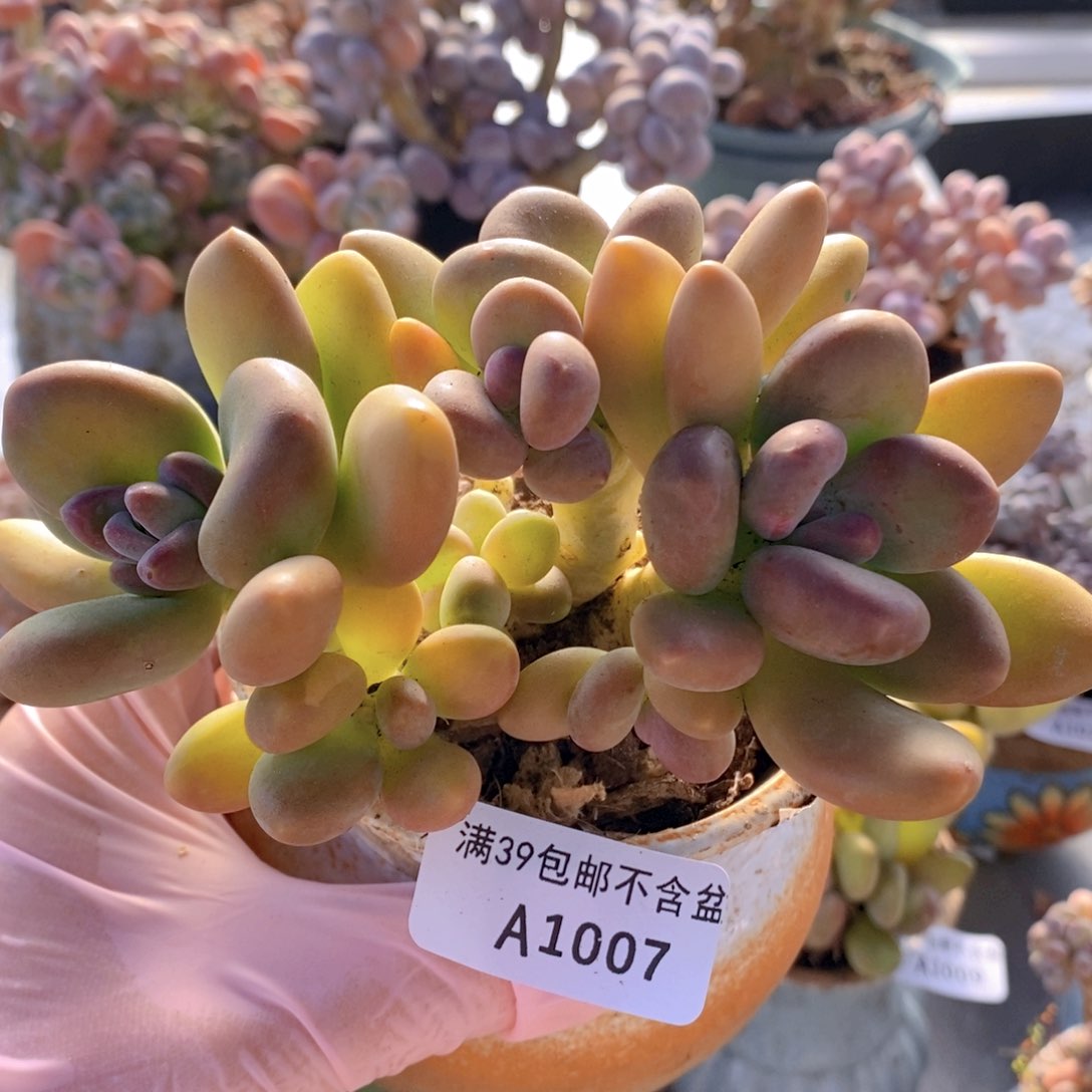 金色芒果奶12cm1007多肉植物