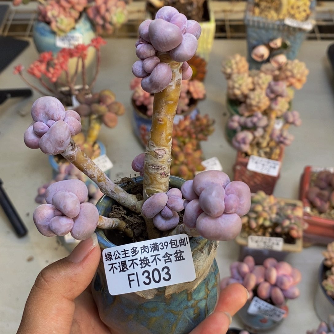 303芭比奶多肉7c m