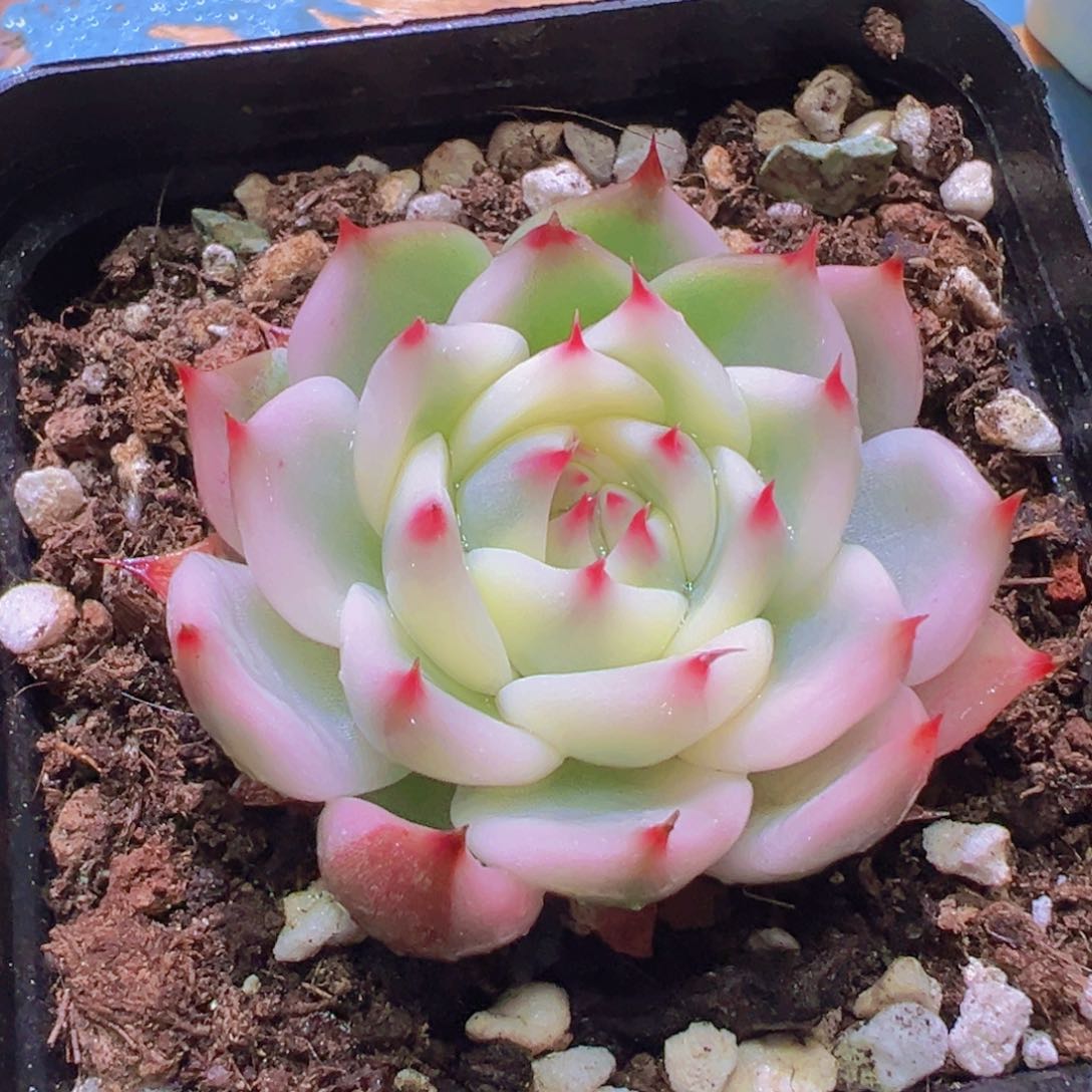 吉娃娃锦，覆轮锦