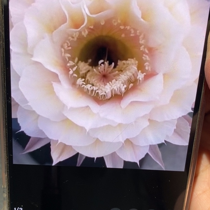 彩草素玉侧芽2.5公分左右